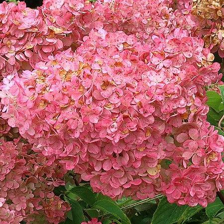 Hydrangea paniculata - First Editions® Vanilla Strawberry™ Hydrangea