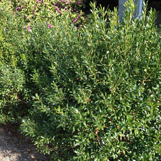 Ilex glabra - Densa Inkberry Holly