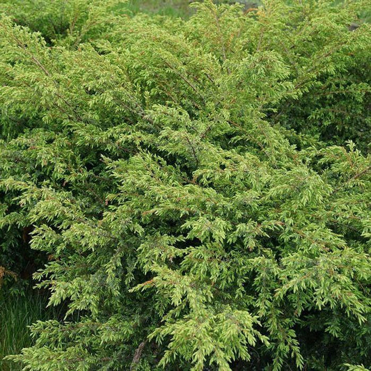 Juniperus communis - Tortuga® Juniper