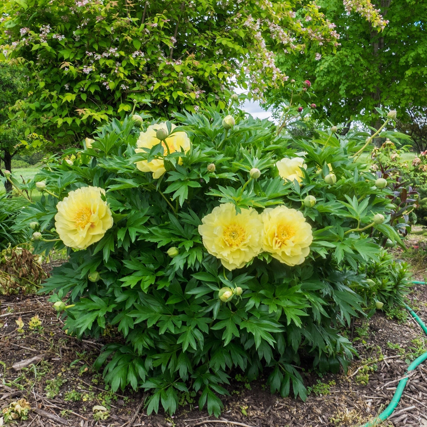 Paeonia 'Bartzella' - Bartzella Itoh Peony