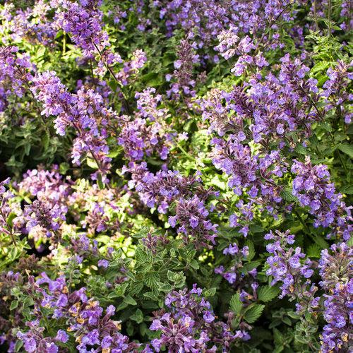 Nepeta faassenii - Cat's Meow Catmint