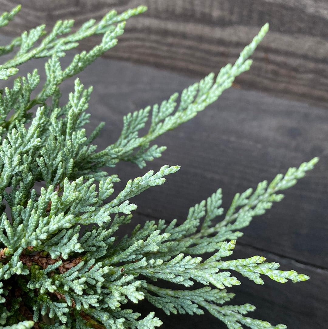 Juniperus horizontalis - Icee Blue® Juniper