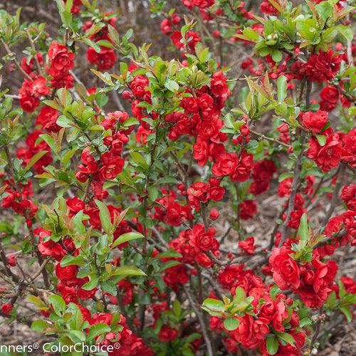 Chaenomeles speciosa - PW® Double Take™ Scarlet Flowering Quince