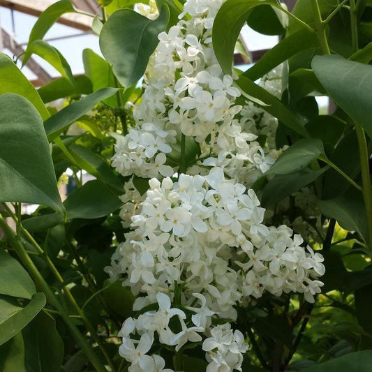 Syringa vulgaris - Primrose Lilac