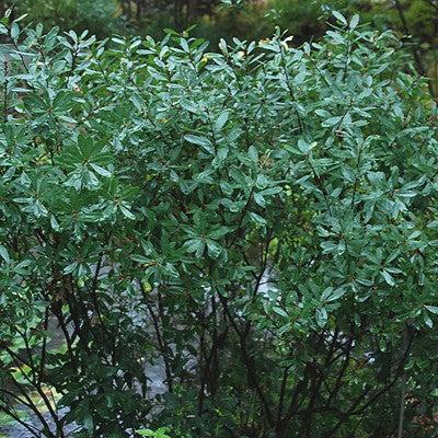 Myrica gale - Sweetgale