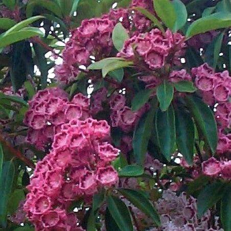 Kalmia latifolia - Red Bandit Mountain Laurel