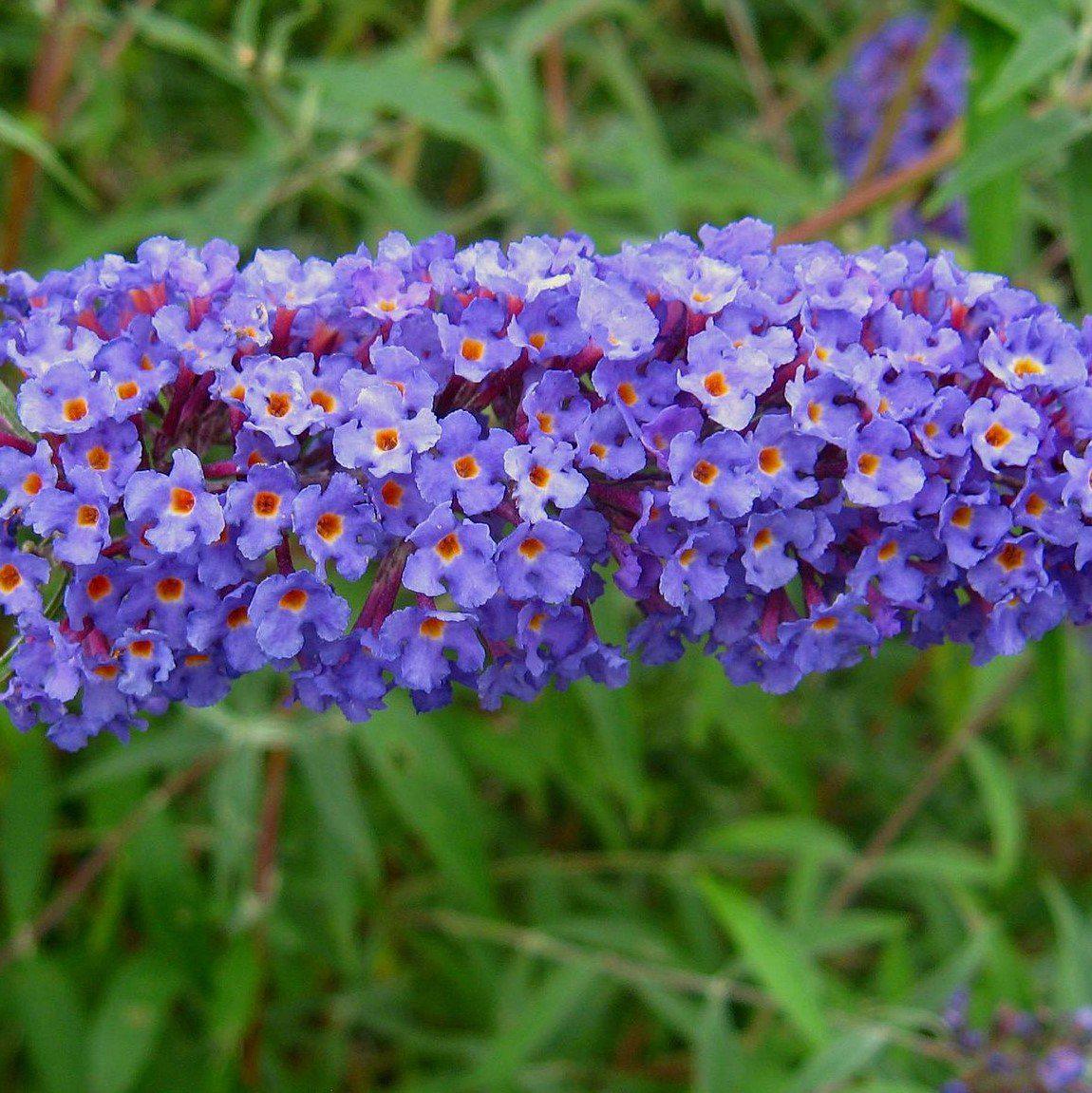 Buddleja davidii - Nanho Blue Butterfly Bush