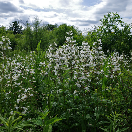 Penstemon digitalis 'Alba' - White Beardtongue