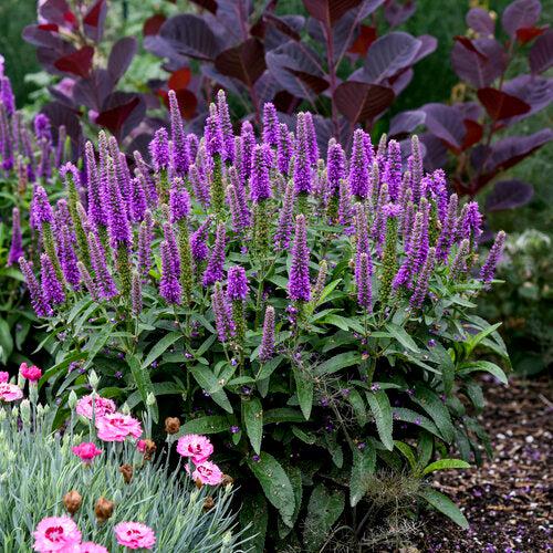 Veronica - PW® Magic Show® Purple Illusion Veronica