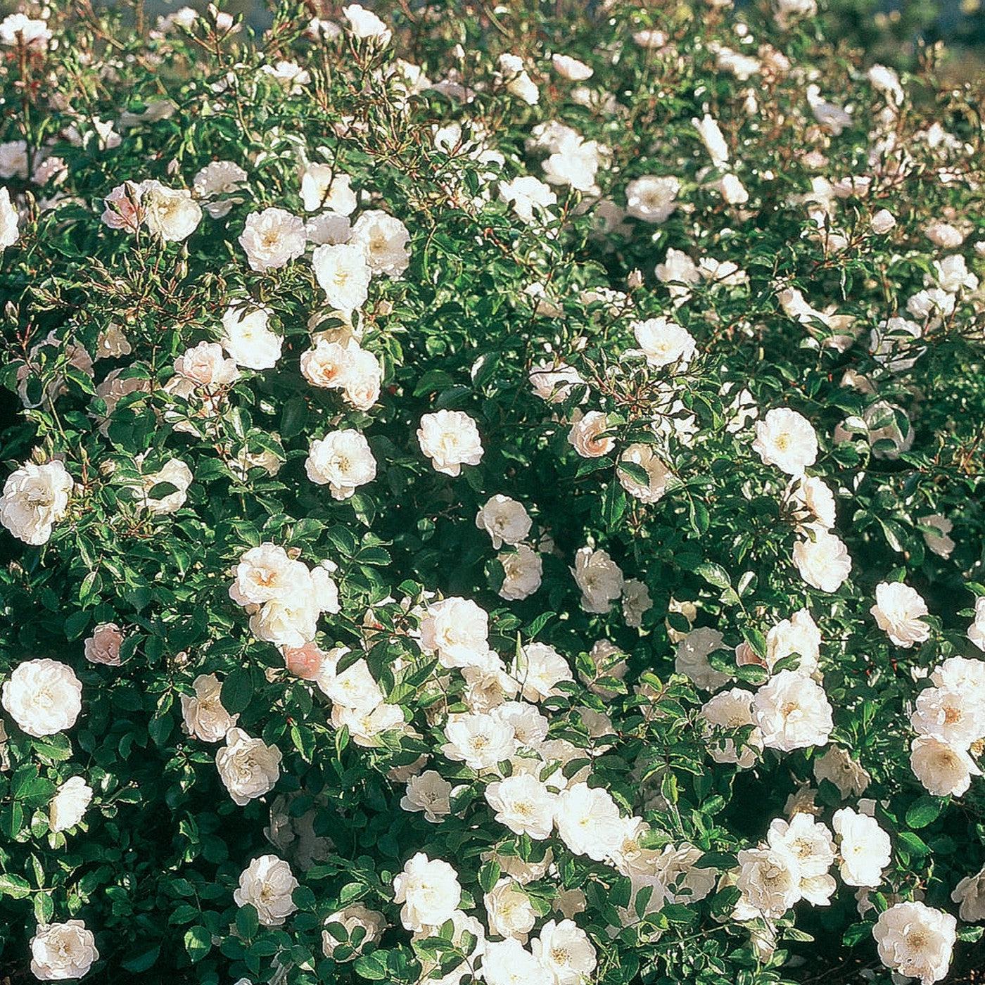 Rosa - White Dawn Rose