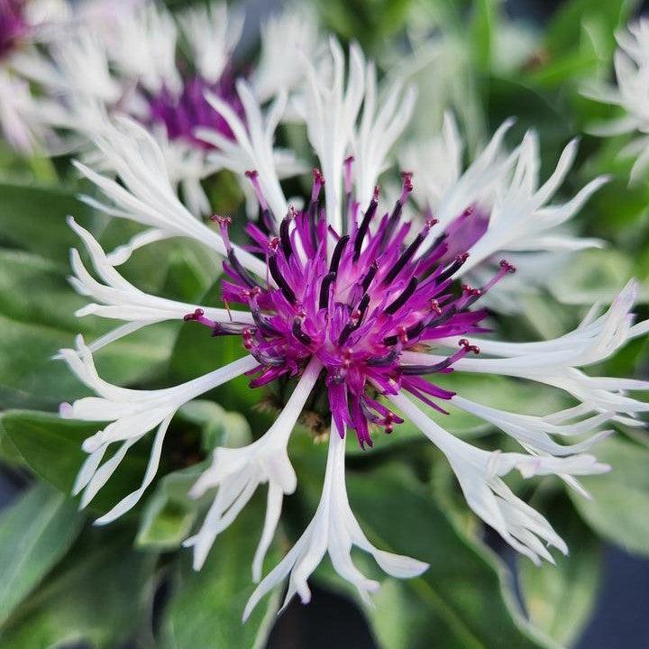 Centaurea montana - ntaurea montana 'Amethyst in Snow'~ Amethyst in Snow Bachelor Button