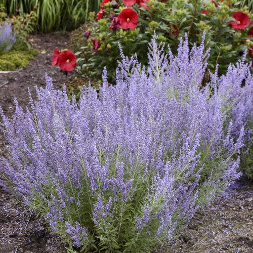 Perovskia atriplicifolia ‘Denim ‘N Lace’ - Denim 'N Lace Russian Sage