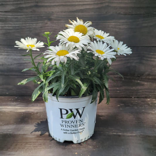 Leucanthemum superbum ’Daisy Duke’ - Amazing Daisies® Daisy May® Shasta Daisy