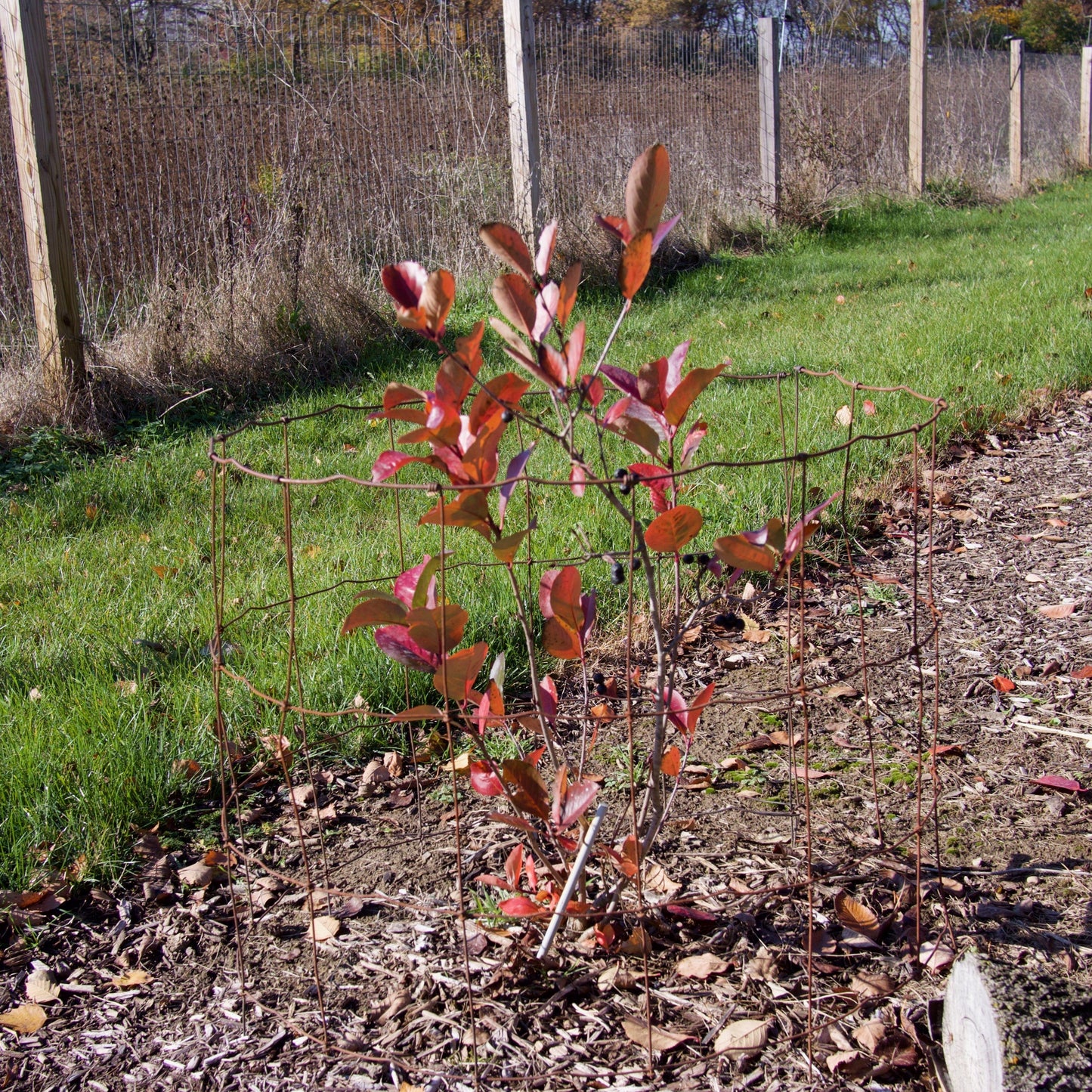 Aronia melanocarpa - Viking Black Chokeberry