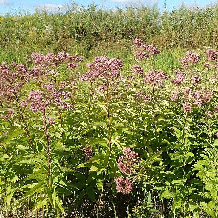 Eupatorium maculatum - Spotted Joe Pye Weed