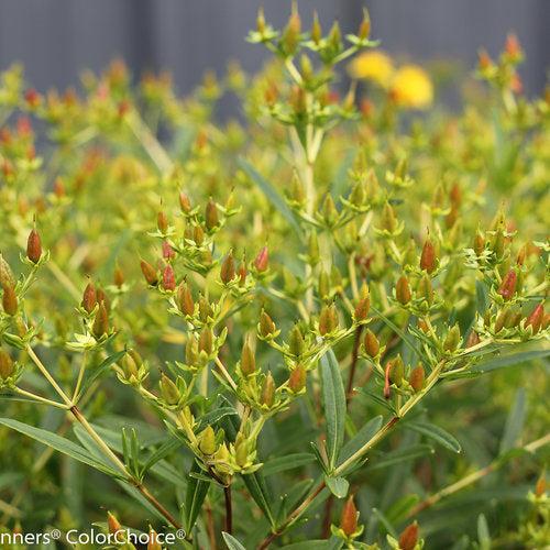 Hypericum kalmianum - Sunny Boulevard® St. John's Wort