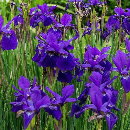 Iris sibirica - Caesar's Brother Siberian Iris