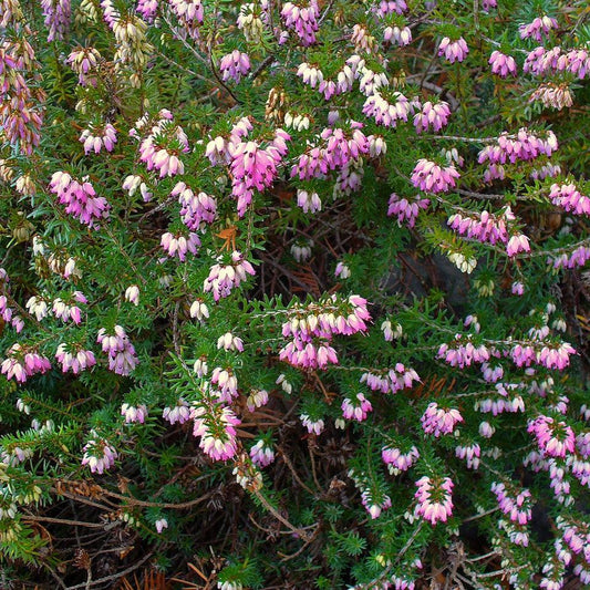 Erica carnea - Heather, Pink