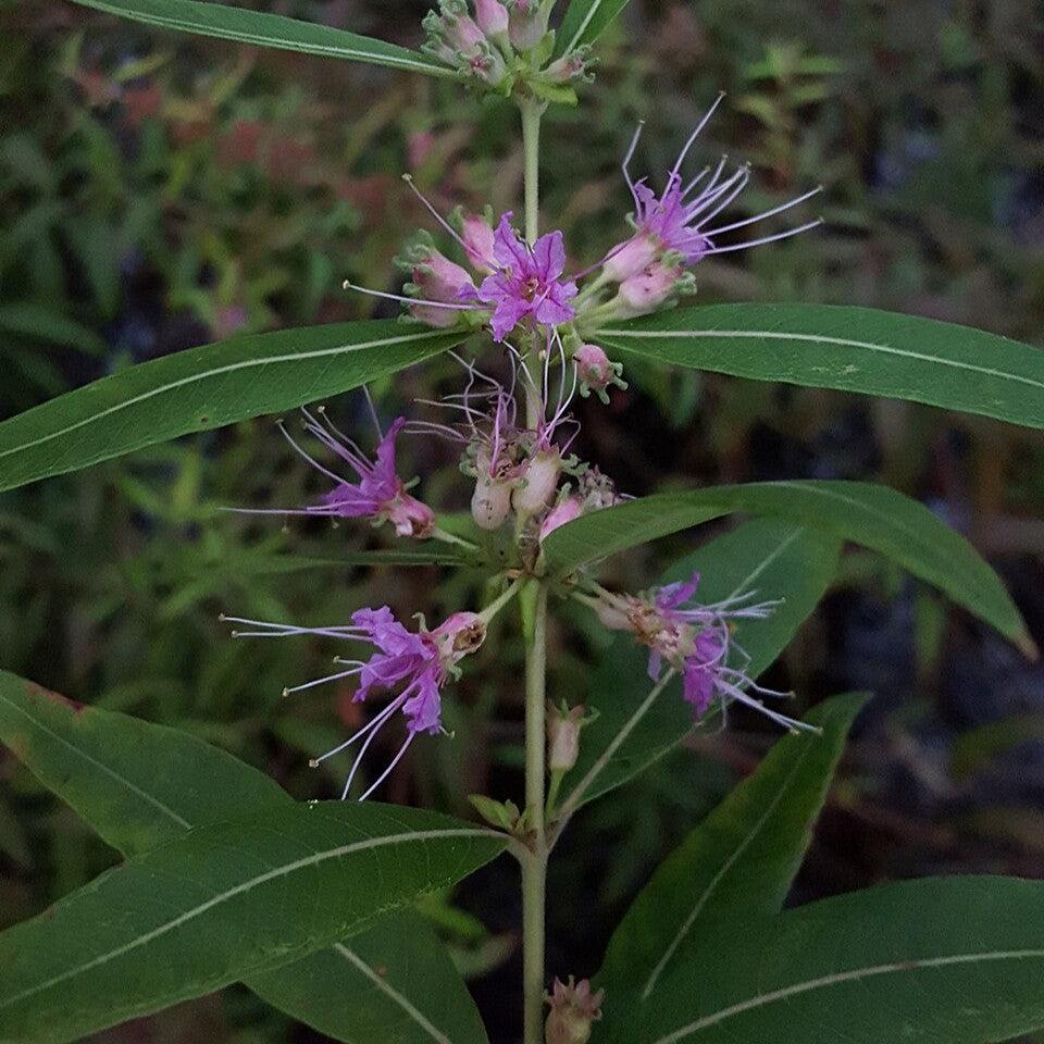 Decodon verticillatus - Swamp Loosestrife