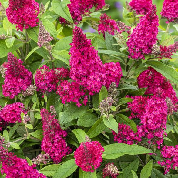 Buddleia davidii ‘BotEx 006’ - Butterfly Candy™ Li'l Raspberry™ Butterfly Bush