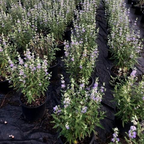 Caryopteris × clandonensis - Dark Knight Bluebeard