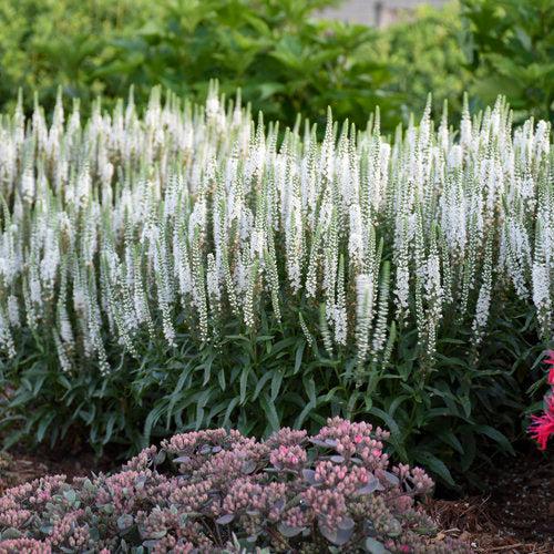 Veronica - Magic Show® White Wands Speedwell