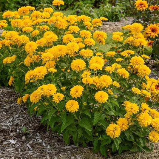 Heliopsis helianthoides - Rays for Days False Sunflower