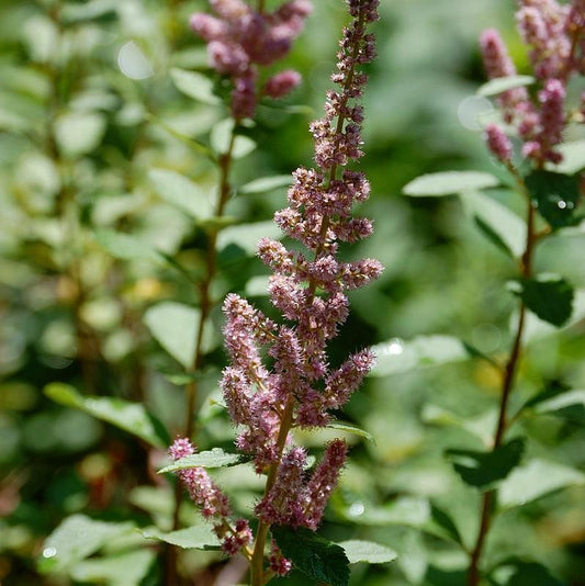 Spiraea tomentosa - Steeplebush
