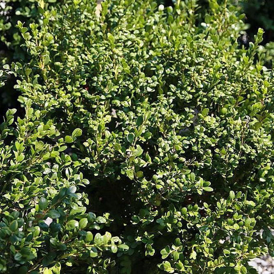 Buxus microphylla var. japonica - Winter Gem Boxwood
