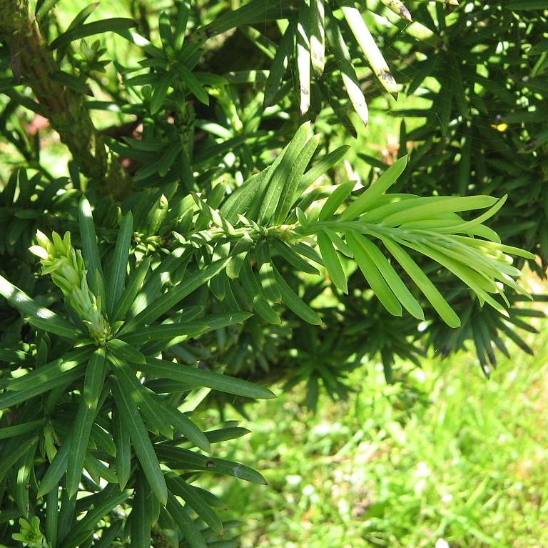 Cephalotaxus harringtonia 'Fastigiata' - Upright Japanese Plum Yew