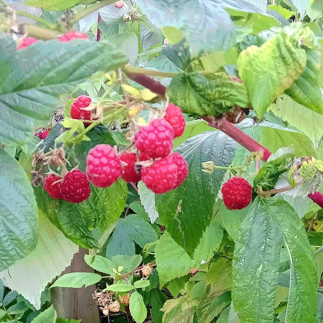 Rubus idaeus - Joan J Everbearing Raspberry