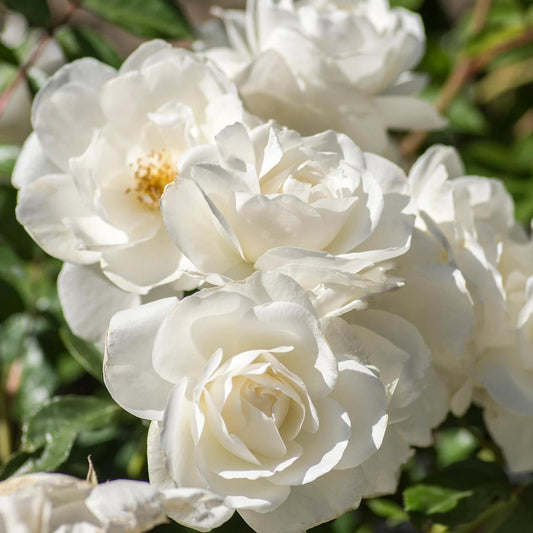 Rosa - Iceberg Rose