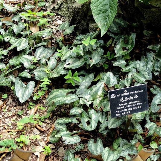 Asarum splendens - Chinese Wild Ginger