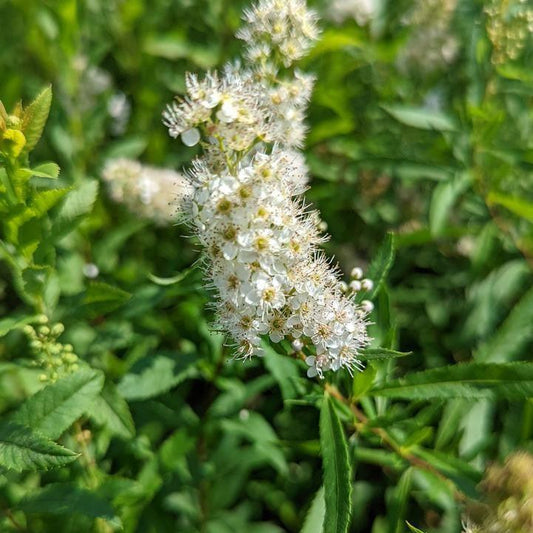 Spiraea alba var. latifolia - White Meadowsweet