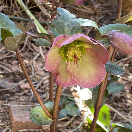 Helleborus - Frostkiss® Glenda's Gloss® Hellebore