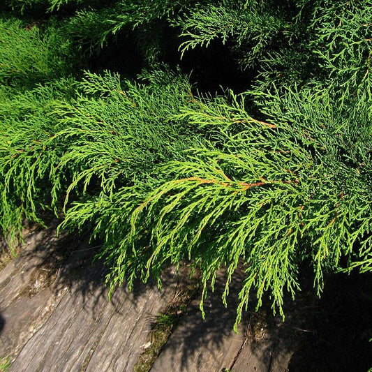 Microbiota decussata - Siberian Cypress, Russian Arborvitae