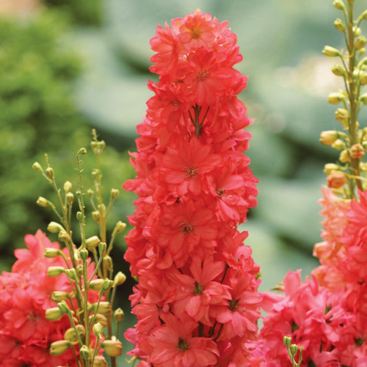Delphinium - Red Lark Delphinium