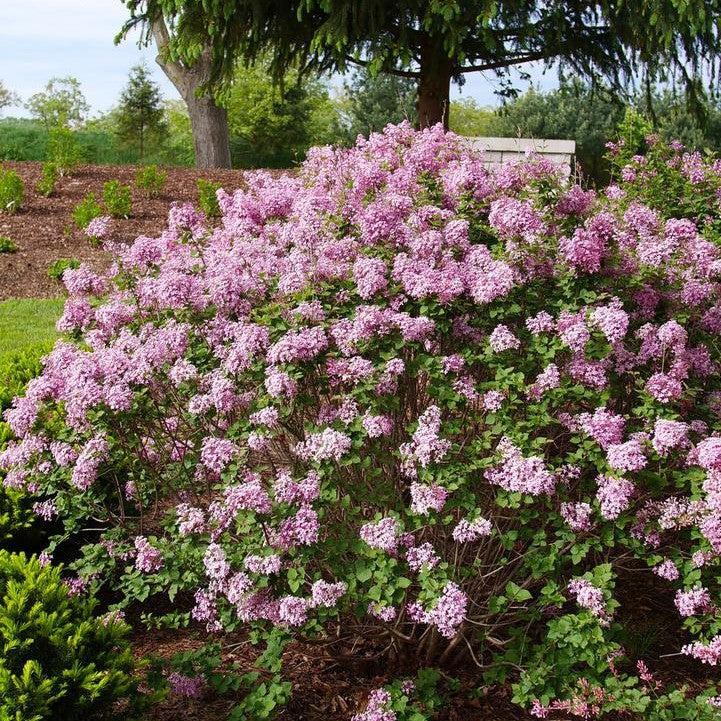 Syringa x - Bloomerang® Purpink Lilac