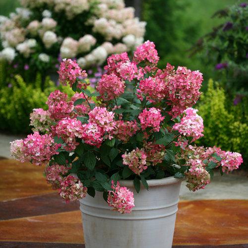 Hydrangea paniculata - Fire Light® Hardy Hydrangea