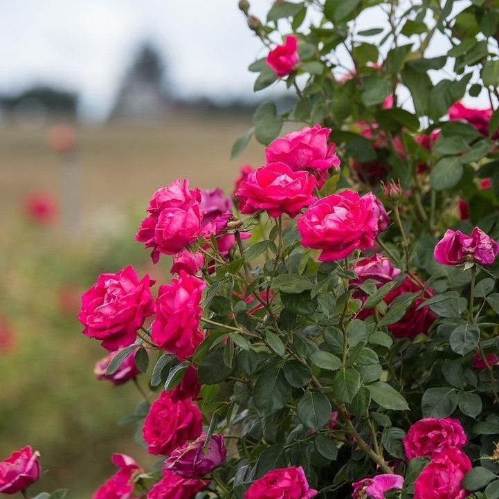 Rosa - Easy Elegance® My Girl Rose
