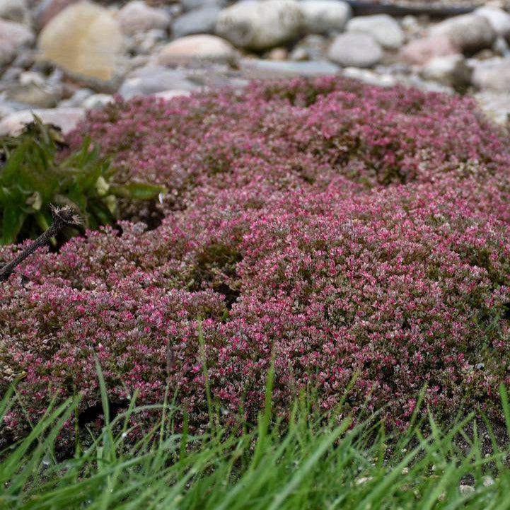 Sedum cauticola - Steel the Show Stonecrop