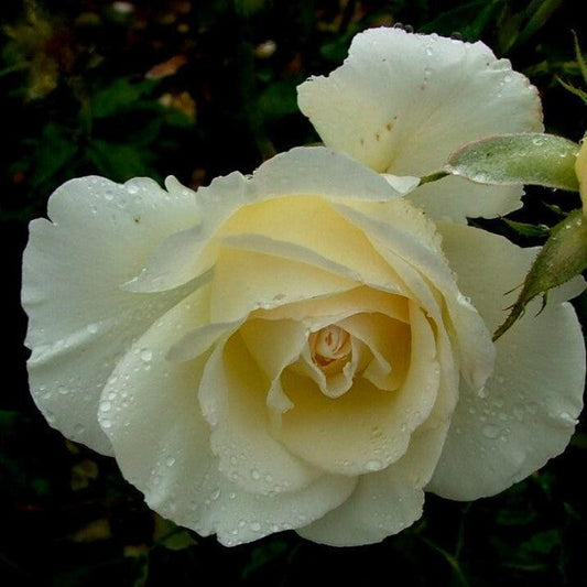 Rosa - First Editions® The Finest™ Rose