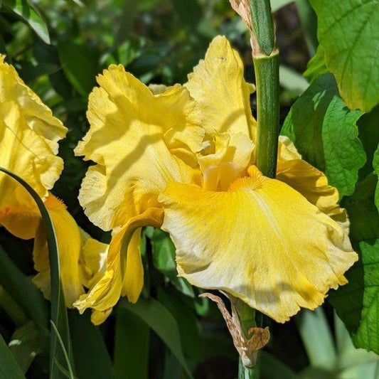 Iris germanica - Pleasant Peasant Bearded Iris