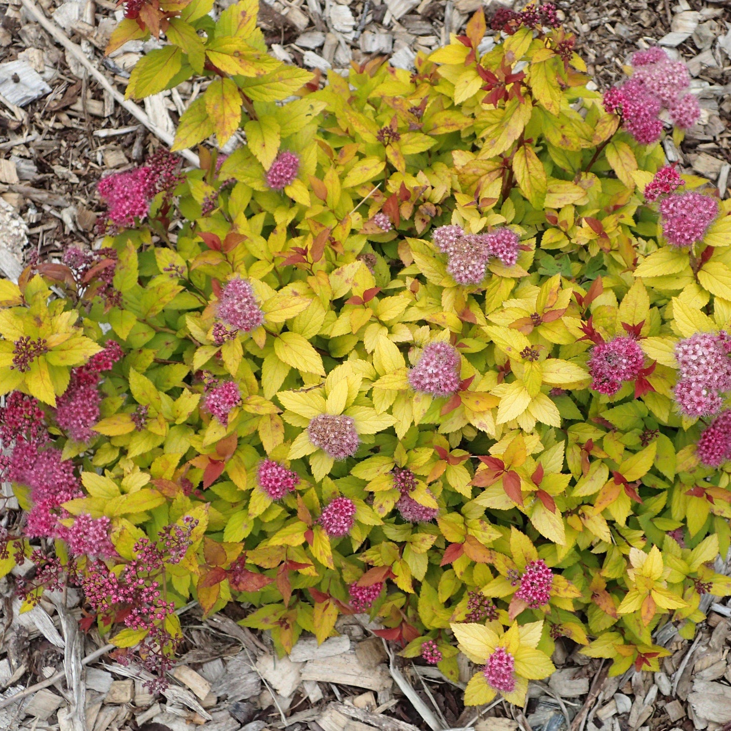 Spiraea japonica - Magic Carpet Spirea