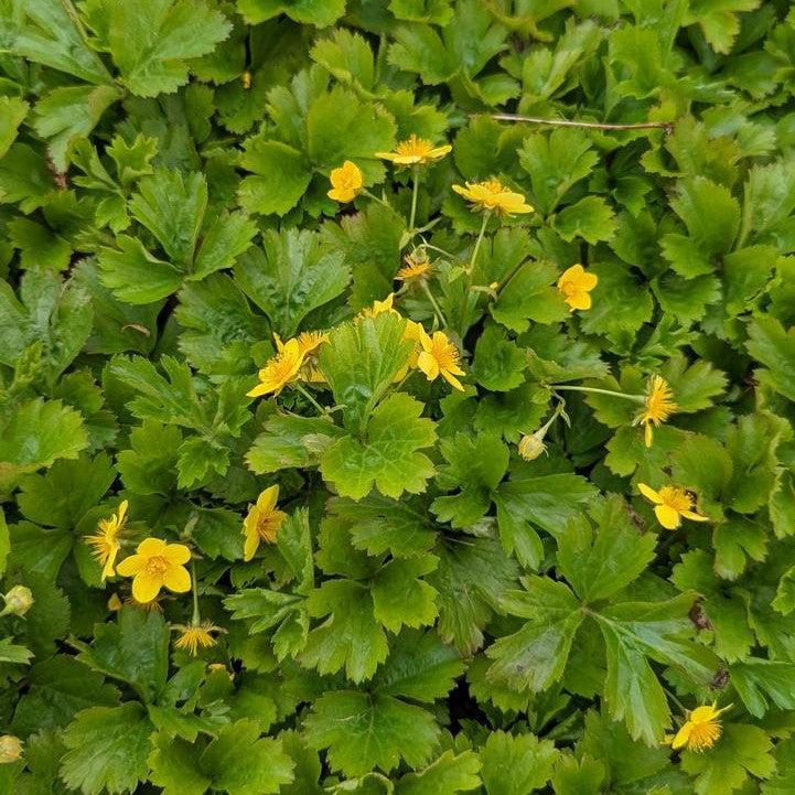 Geum fragarioides - Barren Strawberry