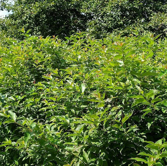 Cornus racemosa - Gray Dogwood