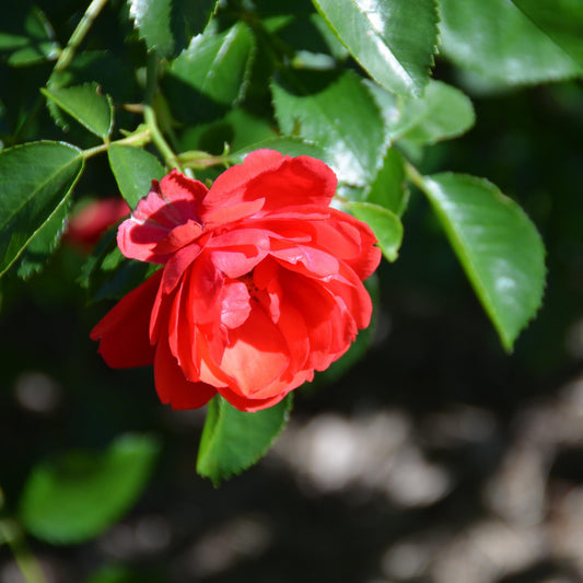 Rosa x - Flower Carpet® Scarlet Rose