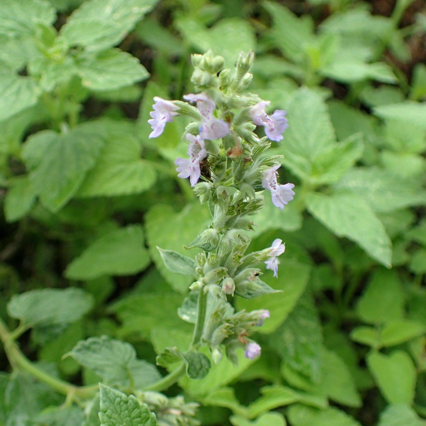 Nepeta racemosa - Blue Wonder Catmint