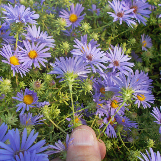 Aster oblongifolium - October Skies Aromatic Aster