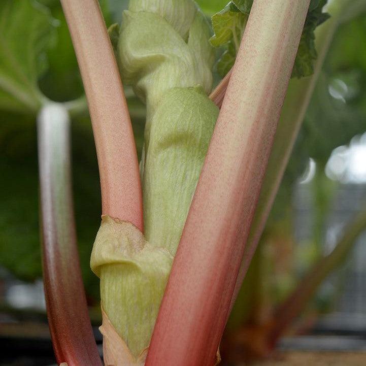 Rheum - Victoria Rhubarb